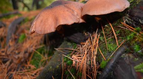 Photo of mushrooms