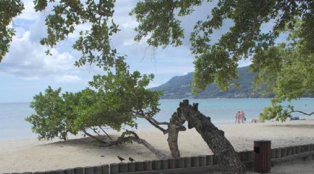 Photo of a bent tree on the Beau Vallon beach