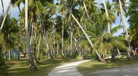 Photo of path with coconut trees