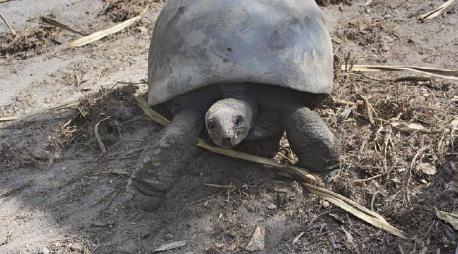 Photo of a tortise