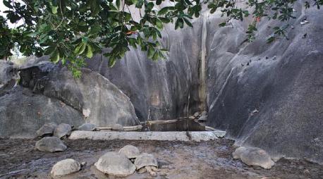 Photo of tortises in mud and birds on rocks