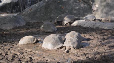 Photo of tortises in mud