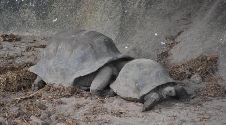 Photo of tortises getting ready to mate