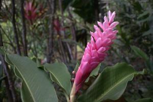 Featured Image for 2017-07-13-alpinia-purpurata-pink.jpg